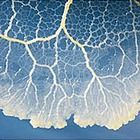 Exploring the Mysteries of Slime Molds