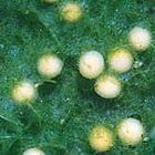 Spongilla Care Sheet