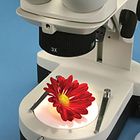 See Surface Detail and 3-D with Stereomicroscopes