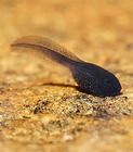 Living Organism Care Guide Tadpole