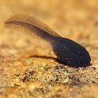 Frog Eggs Care Sheet