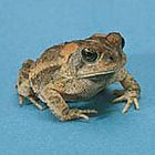 Small Toad Care Handling Instructions