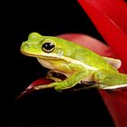 Partners in Amphibian and Reptile Conservation (PARC) Brochure