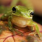 Tree Frogs Care Handling Instructions