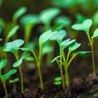 Easy Variation and Natural Selection Lessons with Wisconsin Fast Plants&reg; Seed Disks