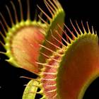 Carnivorous Plants Care Sheet