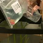 Freshwater Fish Acclimation