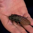 Critters in the Classroom: Hissing Roaches