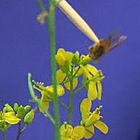 Pollinating Wisconsin Fast Plants
