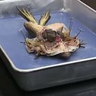 Selecting a Preserved Specimen