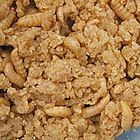 Wax Moths Care Sheet