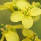 Hairy Inheritance: Investigating Variation Selection and Evolution with Wisconsin Fast Plants&reg;