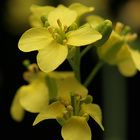 Non Purple Stem Yellow Leaves Wisconsin Fast Plants