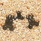 Xenopus Care Sheet