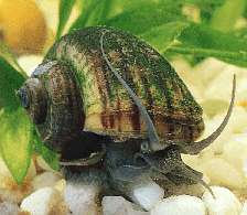 Aquatic snails act as scavengers and window cleaners for the tank system.