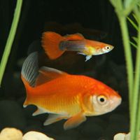 Living Organisms Care Critter Care