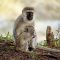 Vervet Monkeys