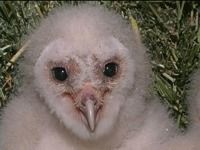 owlets are vulnerable to predators
