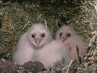 Owls are born with a thin coat of down