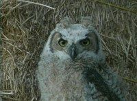 A great horned owlet.