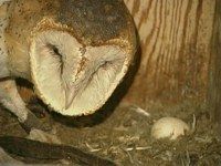 An owl guards and egg