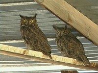 Owls roosting in rafters