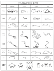 Dissecting Owl Pellets Bone Chart