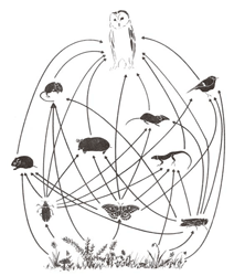 Owl Pellet Skeleton Reconstruction Chart