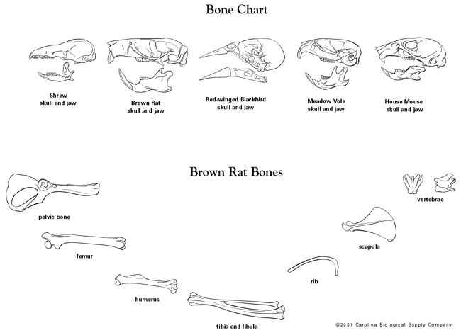 Barn Owl Food Pyramid Investigation | Carolina.com