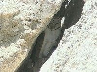 An owl hides