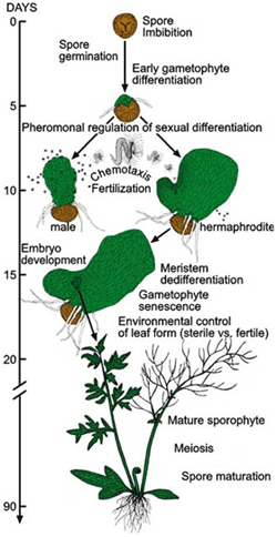 C-Fern