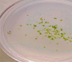 C-Fern