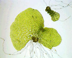 C-Fern