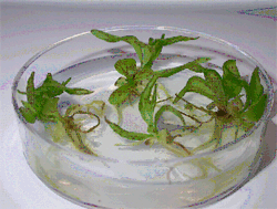 C-Fern