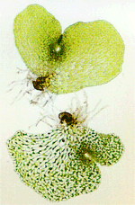 C-Fern