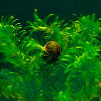 Elodea