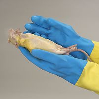 Salt Rat Dissection, External Anatomy