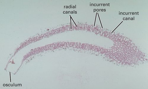 Grantia, near-median
longitudinal section