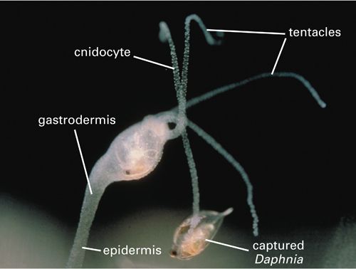 Living Hydra, capturing <i>Daphnia</i>.