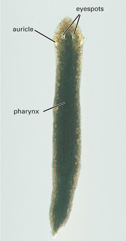 Planarian, live mount