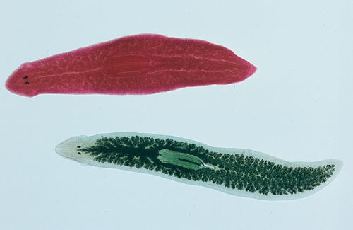 Planarian, live mount