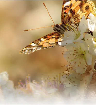Care Guide: Painted Lady Butterfly | Carolina Biological Supply