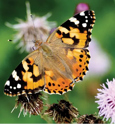 Care Guide: Painted Lady Butterfly | Carolina Biological Supply
