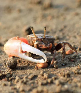 Care Guide: Fiddler Crabs | Carolina Biological Supply