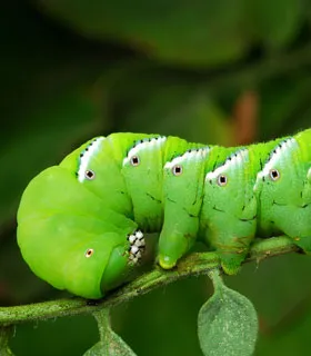 tobacco hornworm life cycle Care Guide: Hornworms